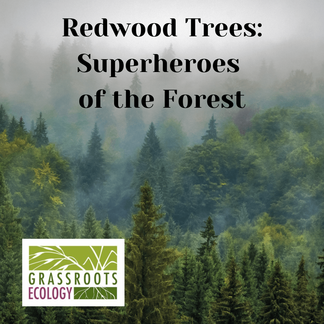 Redwood Talk with Grassroots Ecology